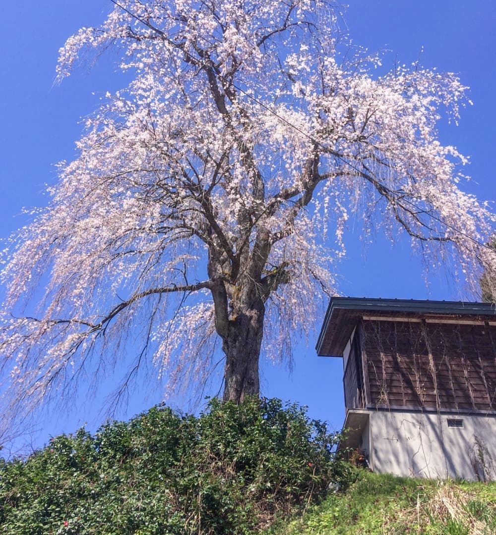 栗山沢しだれ桜